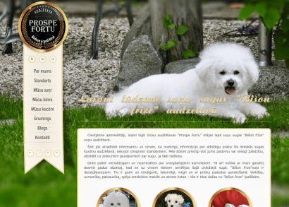 bichon