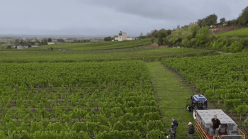 video-prezentacija-vinogradnika-Chateau-Faugeres_12