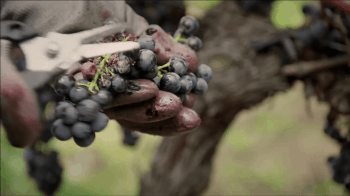 video-prezentacija-vinogradnika-Chateau-Faugeres_13