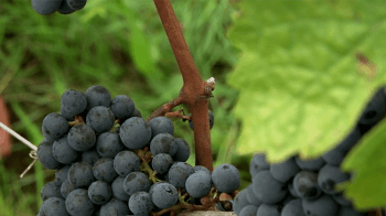 video-prezentacija-vinogradnika-Chateau-Faugeres_14